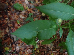 Dipsacus pilosus, photograph author not stated, no rights reserved