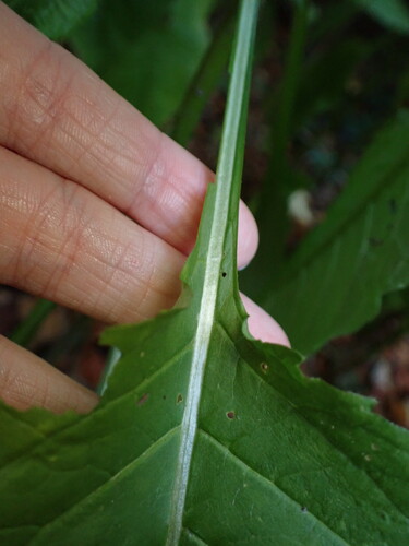 Dipsacus pilosus, photograph 5