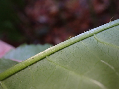 Dipsacus pilosus, photograph 6