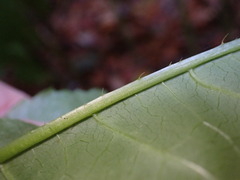 Dipsacus pilosus, photograph author not stated, no rights reserved