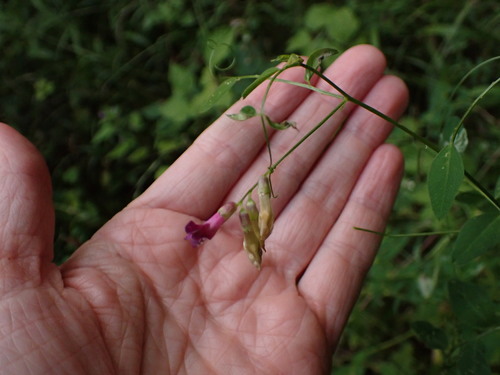 Vicia dumetorum, photograph 5