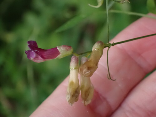 Vicia dumetorum, photograph 6