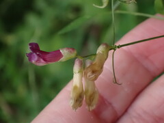 Vicia dumetorum, photograph author not stated, no rights reserved
