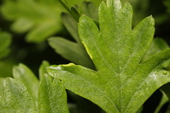 Phyllocoptes goniothorax