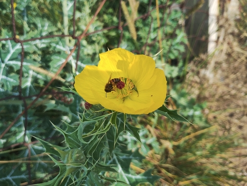 Argemone mexicana, photograph 5