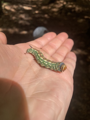 Pine Hawkmoth