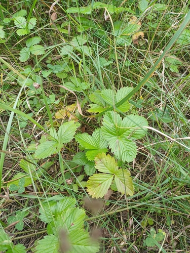 woodland strawberry