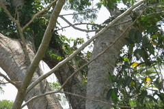 Enterolobium contortisiliquum