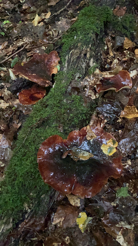 Bay Polypore