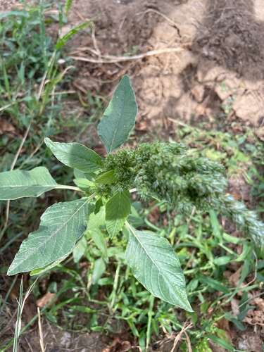 Redroot Amaranth