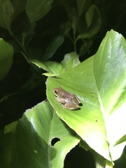 Hyperolius marmoratus