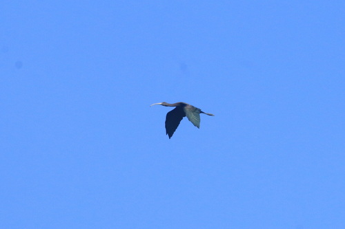 Glossy Ibis