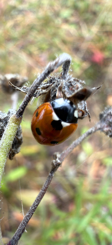 Seven-spotted Lady Beetle