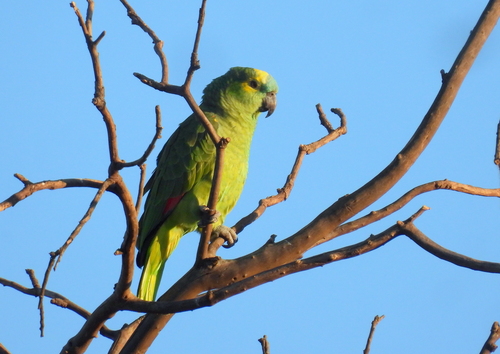 Turquoise-fronted Amazon