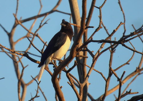 Curl-crested Jay