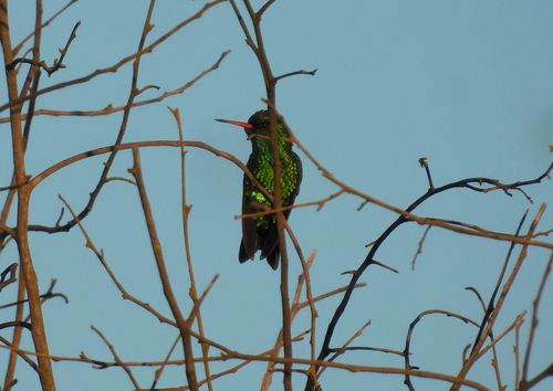 Glittering-bellied Emerald