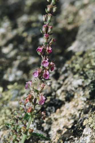 Teucrium massiliense