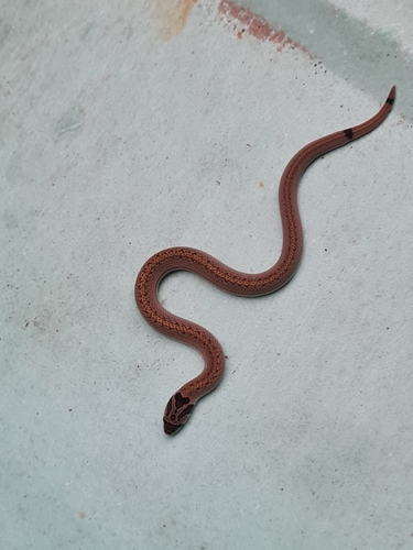 Cambodian Kukri Snake