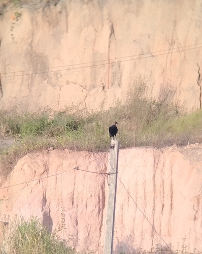 Black Vulture