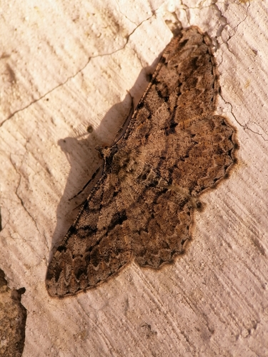 Willow Beauty