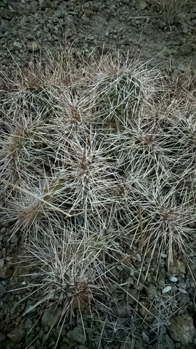 Plains Pricklypear