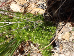 Galium andrewsii