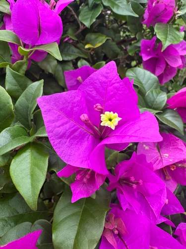 lesser bougainvillea