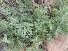 Lomatium macrocarpum