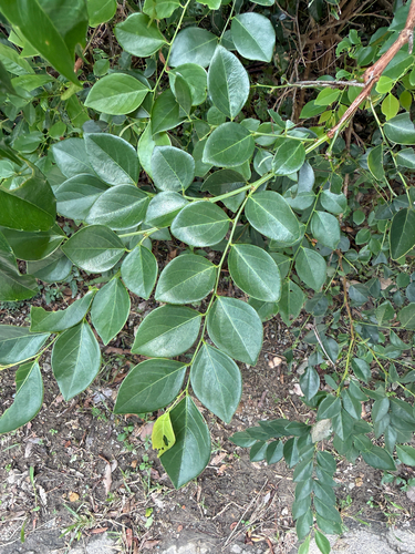 Breynia fruticosa observed 2026-08-29
