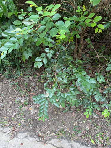 Breynia fruticosa observed 2026-08-29