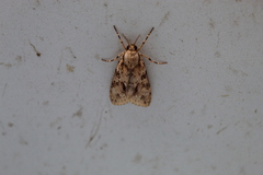 Eucereon xanthoperas