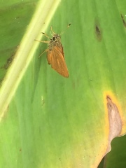 Choranthus vitellius