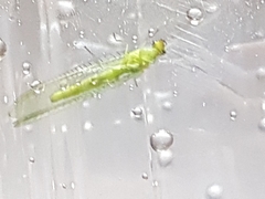 Chrysopidae