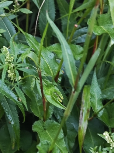 common bistort