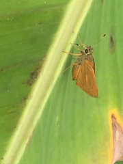 Choranthus vitellius