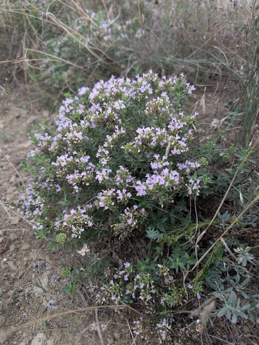 Ziziphora clinopodioides