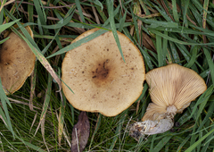 Armillaria luteobubalina