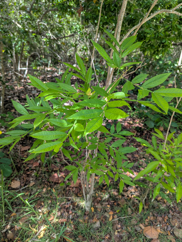 Sapindus saponaria, photograph 4