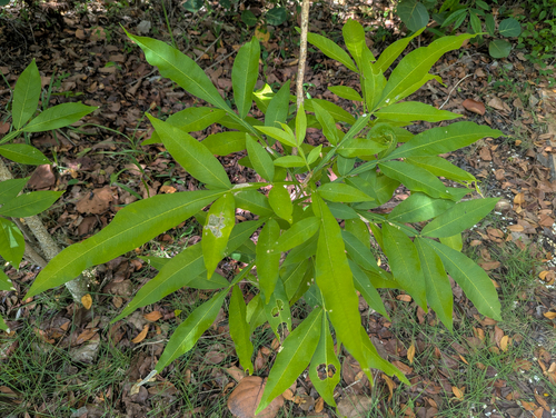 Sapindus saponaria, photograph 5