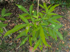 (c) Tom Field, some rights reserved (CC BY) Sapindus saponaria, photograph (c) Tom Field, some rights reserved (CC BY)
