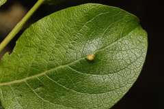 Euura pedunculi