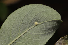Euura pedunculi