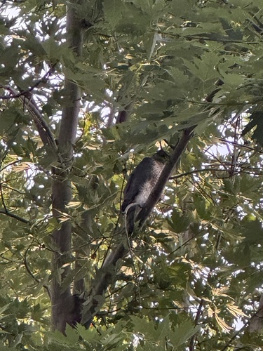 Cooper's Hawk