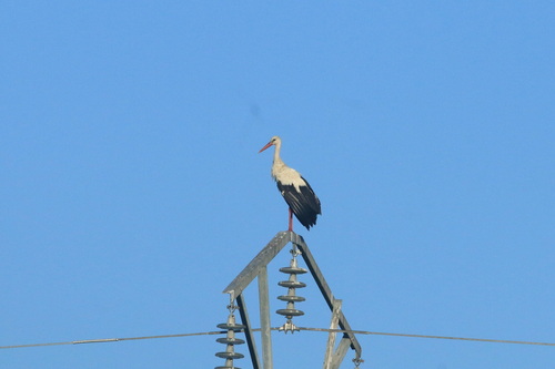 White Stork
