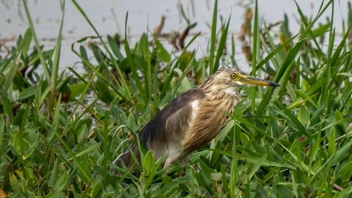 Chinese Pond-Heron