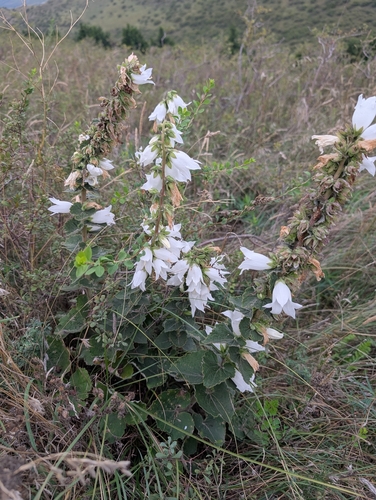 Campanula alliariifolia, photograph 3