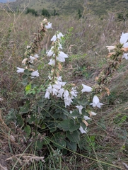 Campanula alliariifolia, photograph (c) Mikhail Morozov, some rights reserved (CC BY)