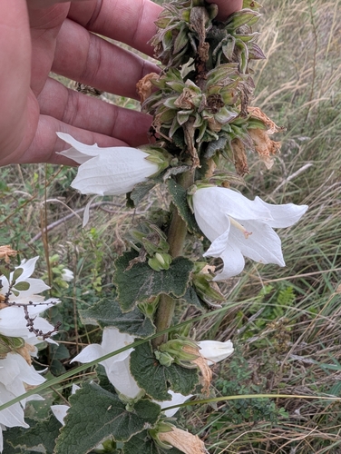 Campanula alliariifolia, photograph 4