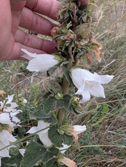 Campanula alliariifolia, photograph (c) Mikhail Morozov, some rights reserved (CC BY)