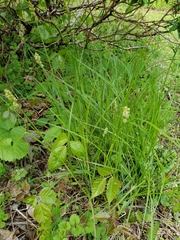 Carex aggregata